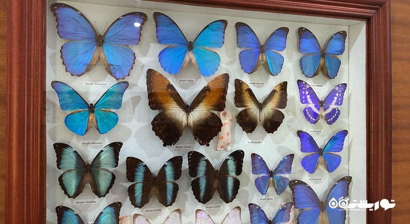  پارک پروانه بالی شهر اندونزی کشور بالی