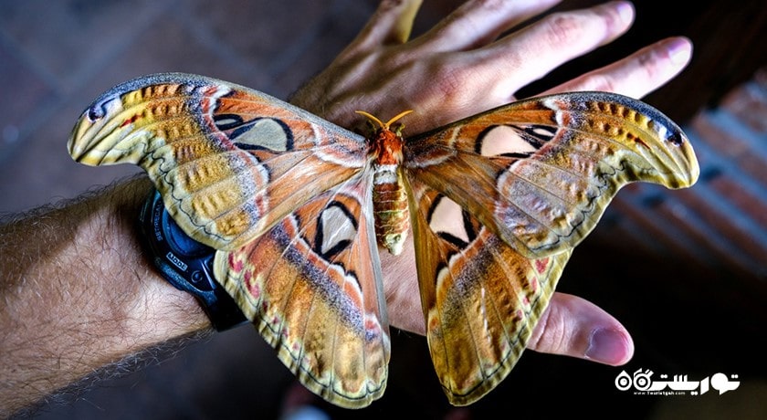  پارک پروانه کمنو بالی شهر اندونزی کشور بالی