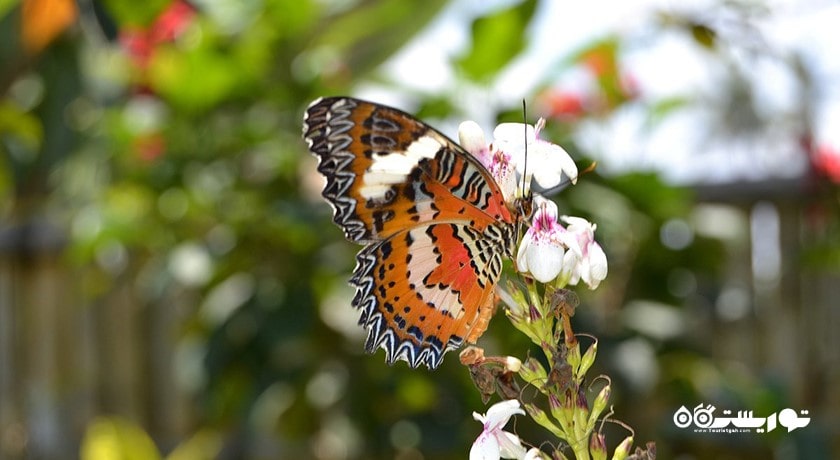  پارک پروانه کمنو بالی شهر اندونزی کشور بالی