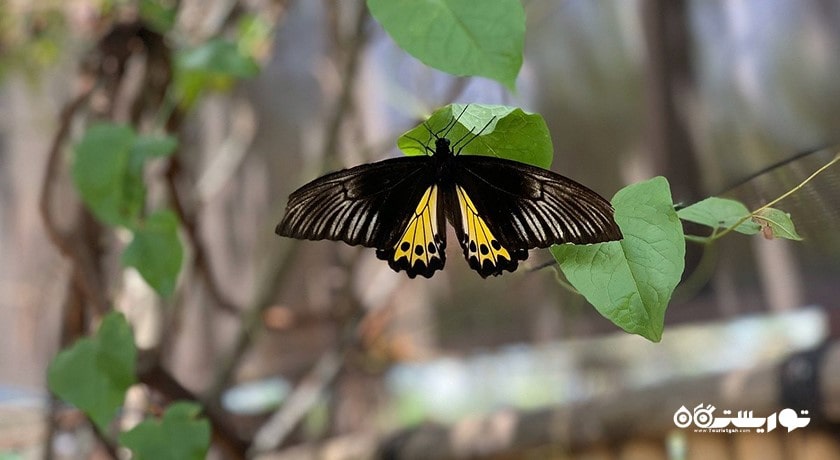  پارک پروانه کمنو بالی شهر اندونزی کشور بالی