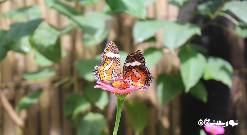  پارک پروانه کمنو بالی شهر اندونزی کشور بالی