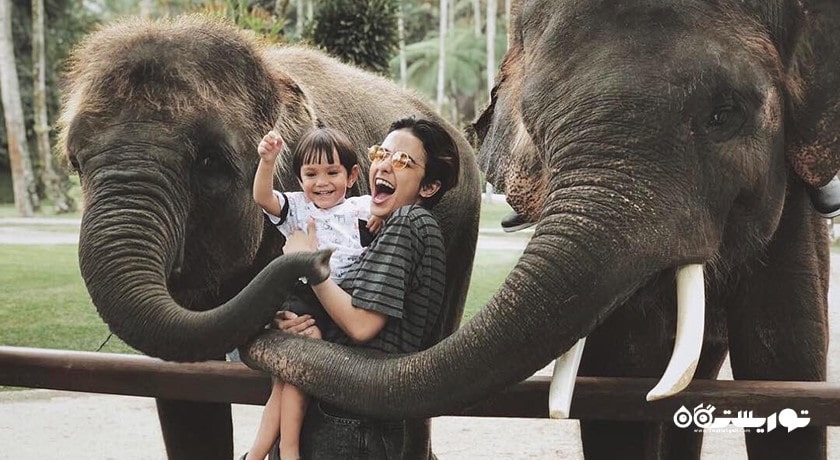 سرگرمی پارک سافاری فیل در شمال اوبود شهر اندونزی کشور بالی