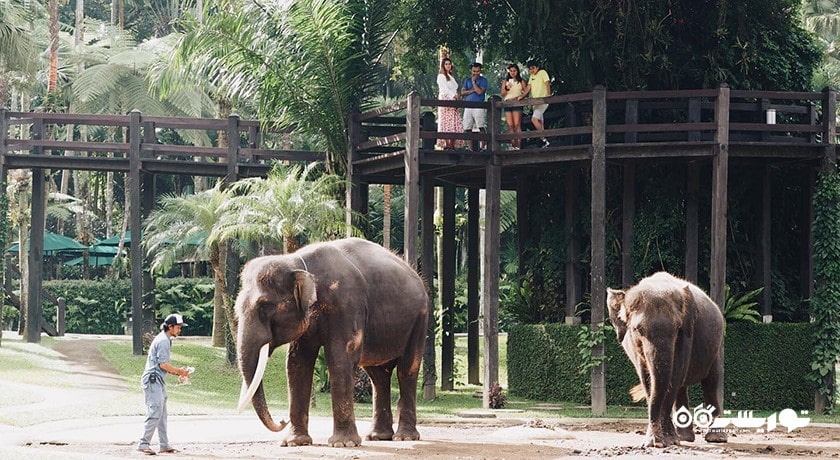 سرگرمی پارک سافاری فیل در شمال اوبود شهر اندونزی کشور بالی