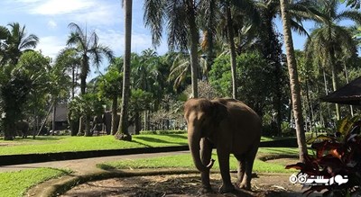 پارک سافاری فیل در شمال اوبود -  شهر بالی