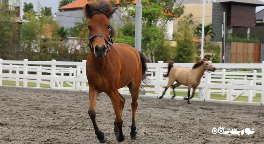 سرگرمی اسب سواری در بالی شهر اندونزی کشور بالی