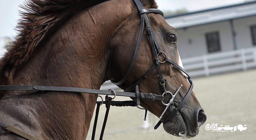 سرگرمی اسب سواری در بالی شهر اندونزی کشور بالی