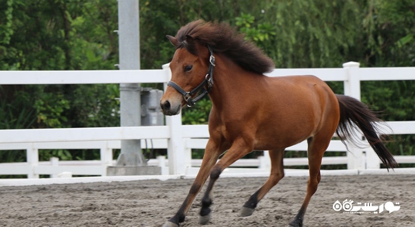 سرگرمی اسب سواری در بالی شهر اندونزی کشور بالی