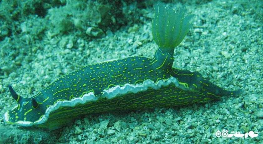 سرگرمی غواصی در کوش آداسی شهر ترکیه کشور کوش آداسی