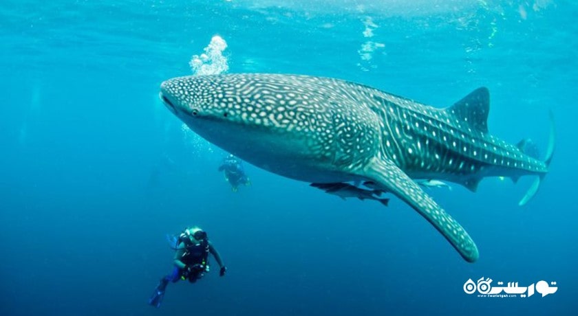 سرگرمی شنا با کوسه ها در بالی شهر اندونزی کشور بالی