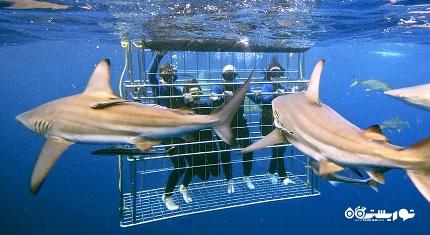 سرگرمی شنا با کوسه ها در بالی شهر اندونزی کشور بالی