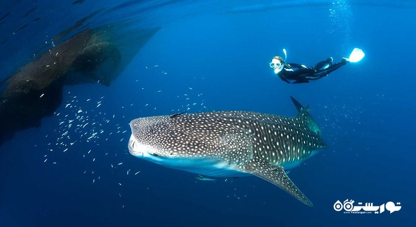 سرگرمی شنا با کوسه ها در بالی شهر اندونزی کشور بالی