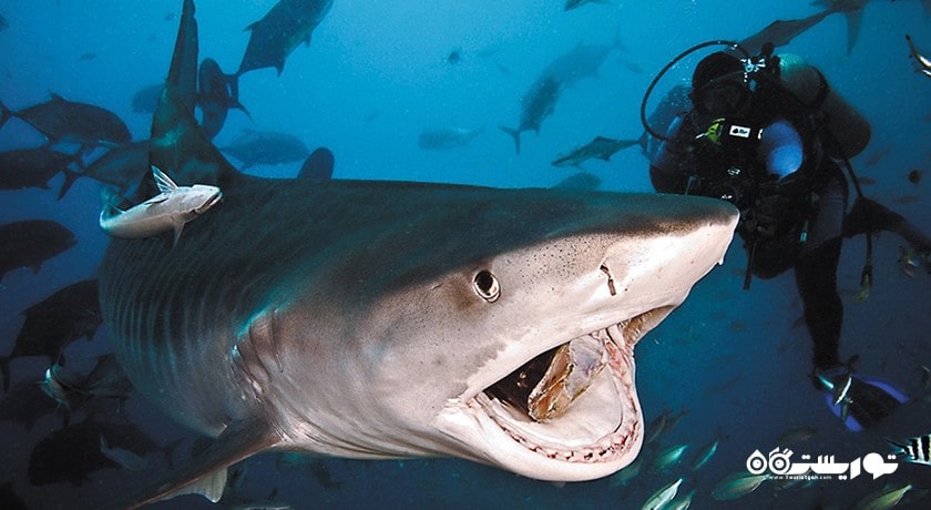 سرگرمی شنا با کوسه ها در بالی شهر اندونزی کشور بالی