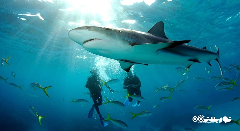 سرگرمی شنا با کوسه ها در بالی شهر اندونزی کشور بالی