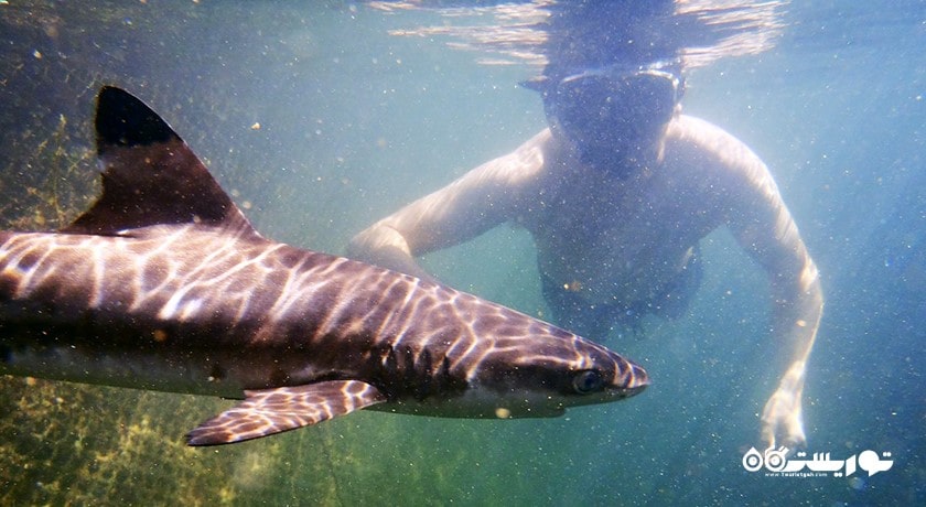 سرگرمی شنا با کوسه ها در بالی شهر اندونزی کشور بالی