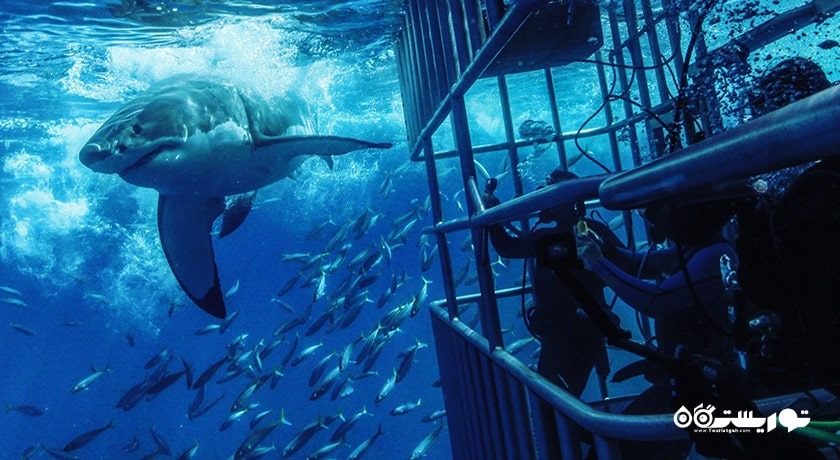 سرگرمی شنا با کوسه ها در بالی شهر اندونزی کشور بالی