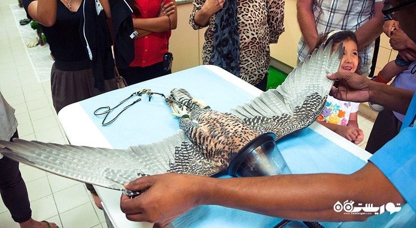  بیمارستان شاهین ابوظبی شهر امارات متحده عربی کشور ابوظبی