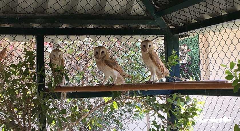  بیمارستان شاهین ابوظبی شهر امارات متحده عربی کشور ابوظبی