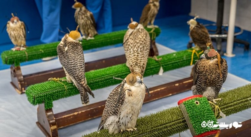  بیمارستان شاهین ابوظبی شهر امارات متحده عربی کشور ابوظبی