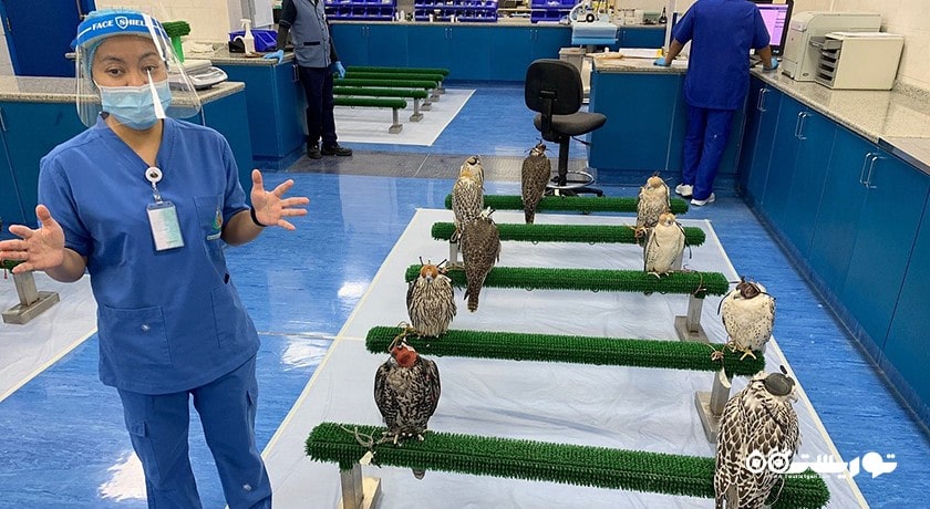  بیمارستان شاهین ابوظبی شهر امارات متحده عربی کشور ابوظبی