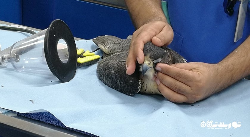  بیمارستان شاهین ابوظبی شهر امارات متحده عربی کشور ابوظبی