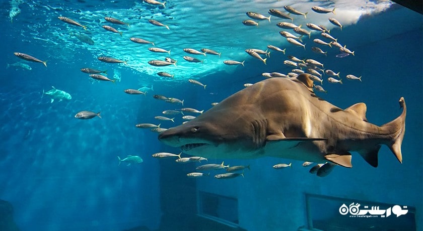  موزه تاریخ و آکواریوم ابوظبی شهر امارات متحده عربی کشور ابوظبی