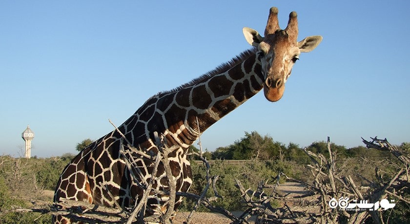  جزیره سر بنی یاس شهر امارات متحده عربی کشور ابوظبی