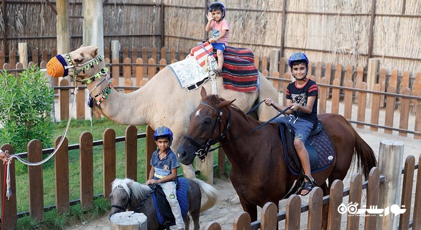 سرگرمی باغ وحش پارک امارات شهر امارات متحده عربی کشور ابوظبی