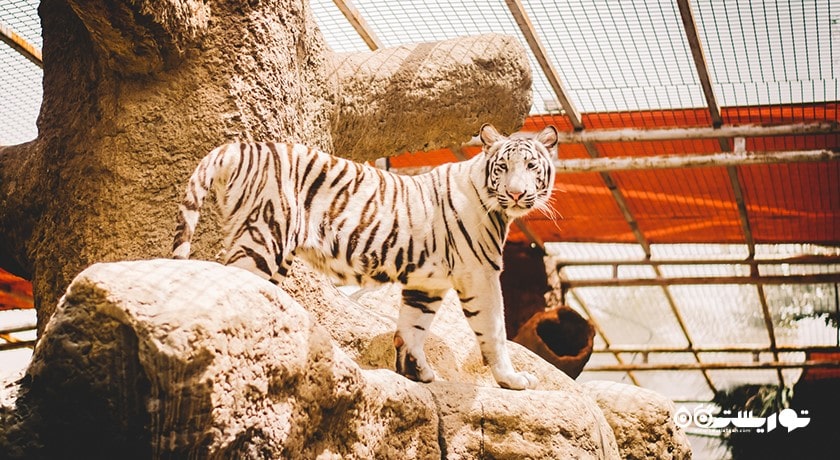 سرگرمی باغ وحش پارک امارات شهر امارات متحده عربی کشور ابوظبی