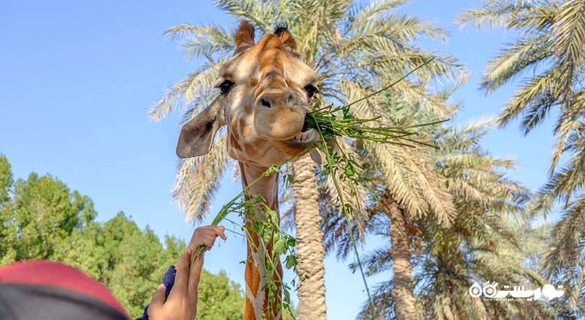 سرگرمی باغ وحش پارک امارات شهر امارات متحده عربی کشور ابوظبی