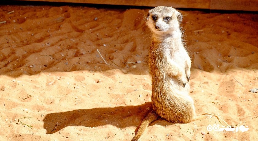 باغ وحش پارک امارات -  شهر ابوظبی