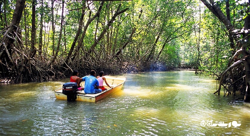  پارک ملی جنگل حرا شهر امارات متحده عربی کشور ابوظبی