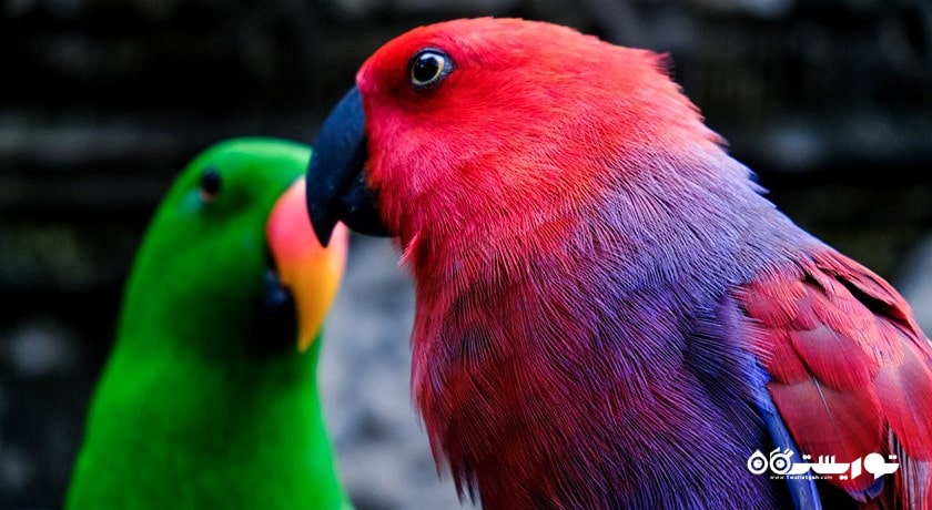 سرگرمی صرف صبحانه با طوطی ها شهر امارات متحده عربی کشور ابوظبی