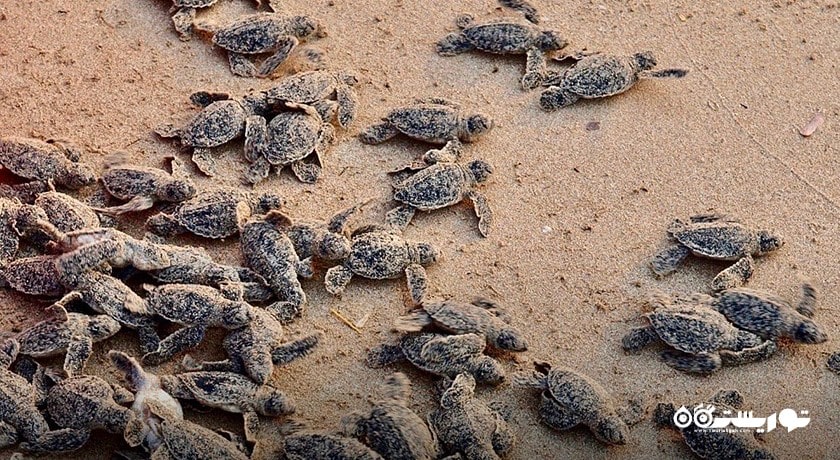 پارک ملی قبرس شمالی -  شهر نیکوزیای شمالی