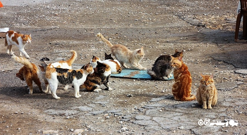  پارک ملی قبرس شمالی شهر قبرس شمالی کشور نیکوزیای شمالی