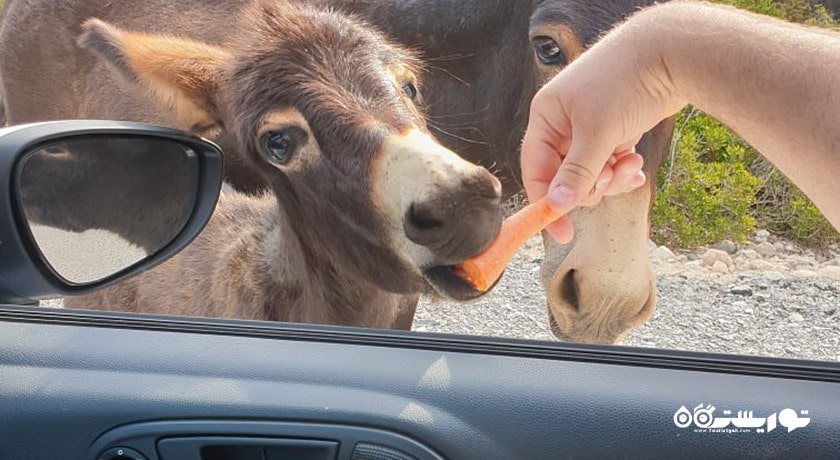  پارک ملی قبرس شمالی شهر قبرس شمالی کشور نیکوزیای شمالی