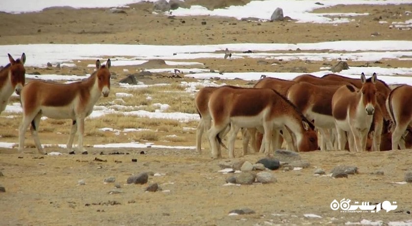 سرگرمی بازدید از الاغ های وحشی در شبه جزیره کارپاز شهر قبرس شمالی کشور نیکوزیای شمالی