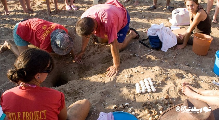 سرگرمی تماشای لاکپشت در قبرس شمالی شهر قبرس شمالی کشور نیکوزیای شمالی