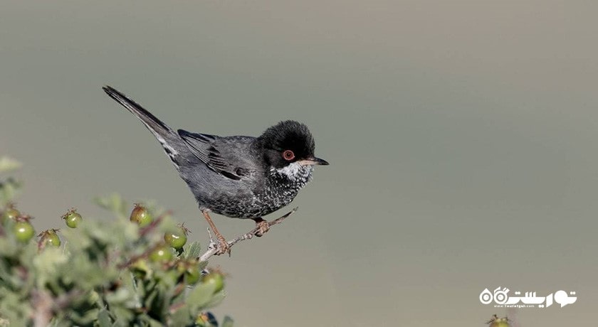 سرگرمی تماشای پرنده ها در قبرس شمالی شهر قبرس شمالی کشور نیکوزیای شمالی