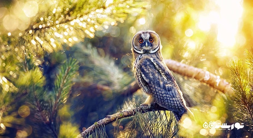 سرگرمی تماشای پرنده ها در قبرس شمالی شهر قبرس شمالی کشور نیکوزیای شمالی