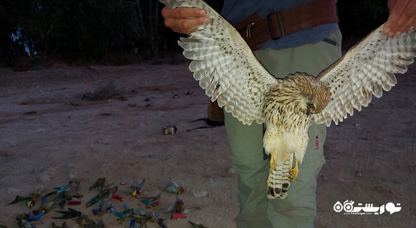 سرگرمی شکار در قبرس شمالی شهر قبرس شمالی کشور نیکوزیای شمالی