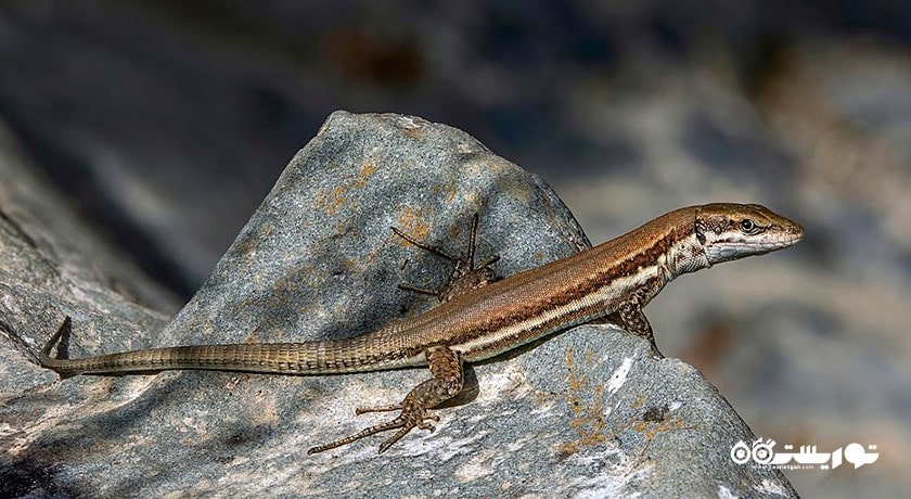 سرگرمی حیات وحش قبرس شمالی شهر قبرس شمالی کشور نیکوزیای شمالی