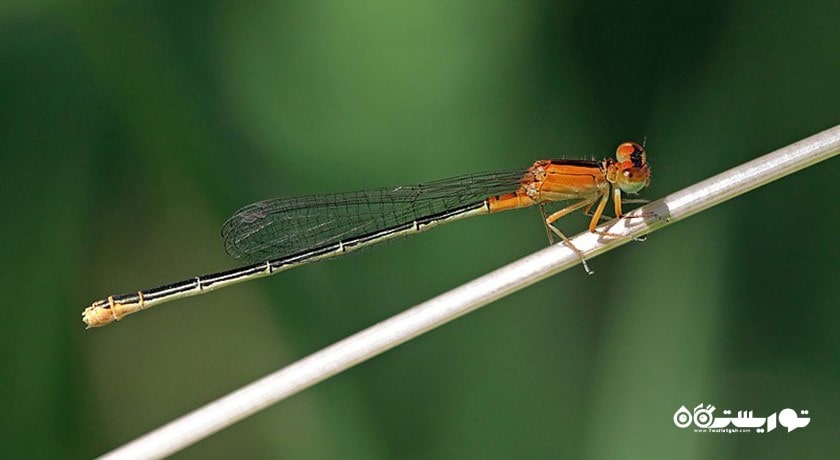 سرگرمی حیات وحش قبرس شمالی شهر قبرس شمالی کشور نیکوزیای شمالی