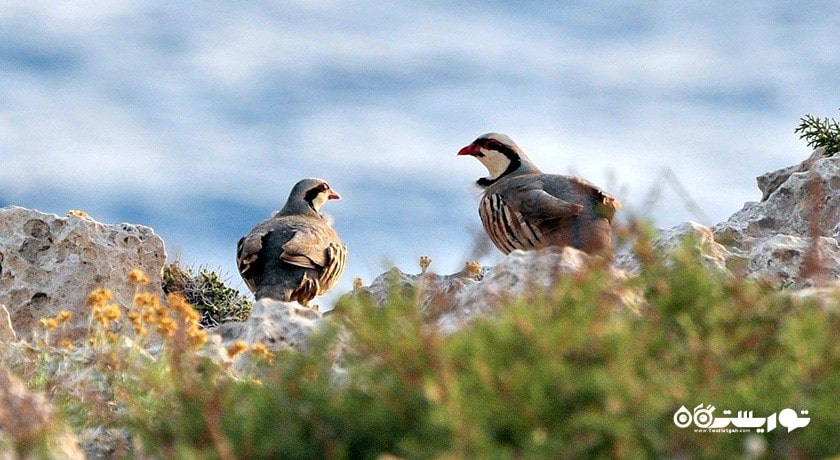 سرگرمی حیات وحش قبرس شمالی شهر قبرس شمالی کشور نیکوزیای شمالی