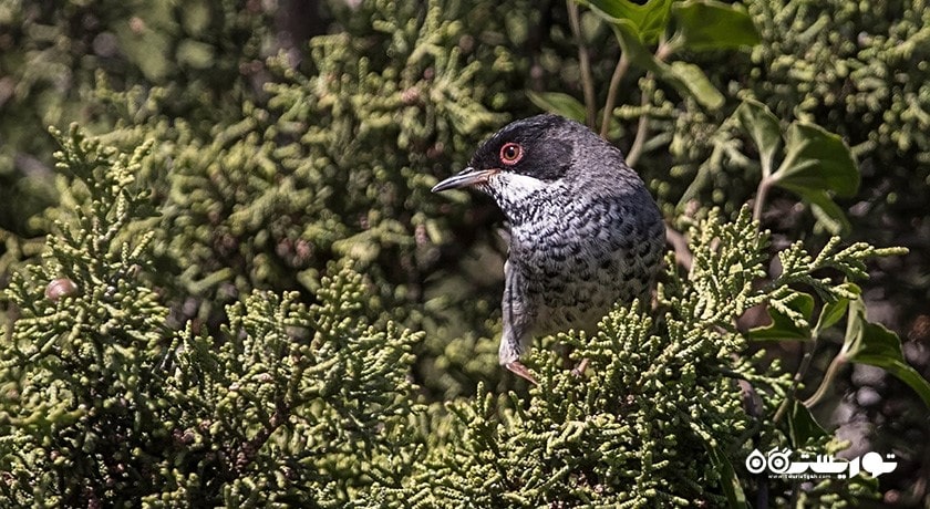 سرگرمی حیات وحش قبرس شمالی شهر قبرس شمالی کشور نیکوزیای شمالی