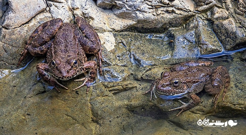 سرگرمی حیات وحش قبرس شمالی شهر قبرس شمالی کشور نیکوزیای شمالی