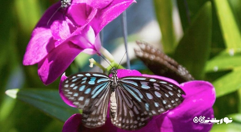  باغ پروانه های سامویی شهر تایلند کشور کو سامویی