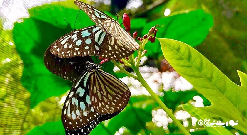  باغ پروانه های سامویی شهر تایلند کشور کو سامویی