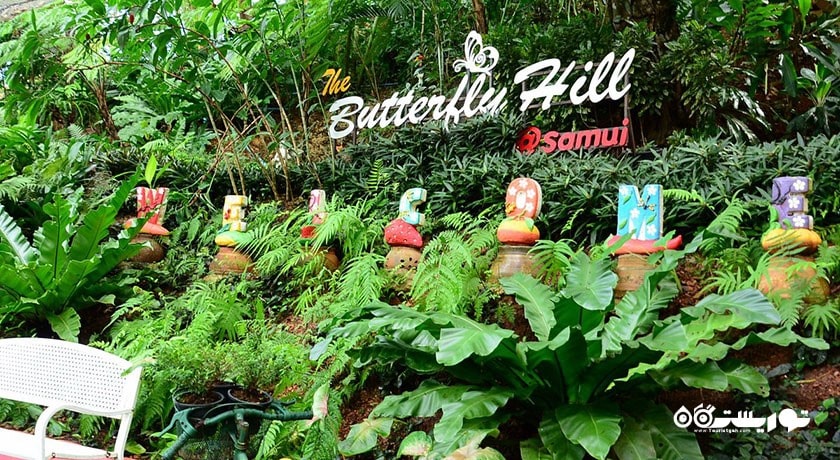  باغ پروانه های سامویی شهر تایلند کشور کو سامویی