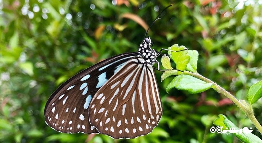  باغ پروانه های سامویی شهر تایلند کشور کو سامویی