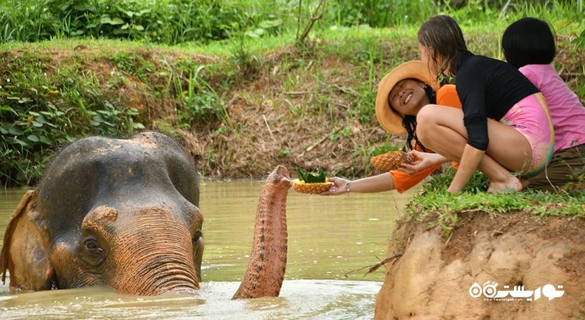 پناهگاه جنگل فیل -  شهر کو سامویی